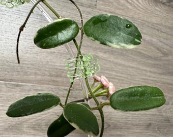 US Seller - Hoya Lyi Prism Pink Flower ONE NODE Cutting Unrooted