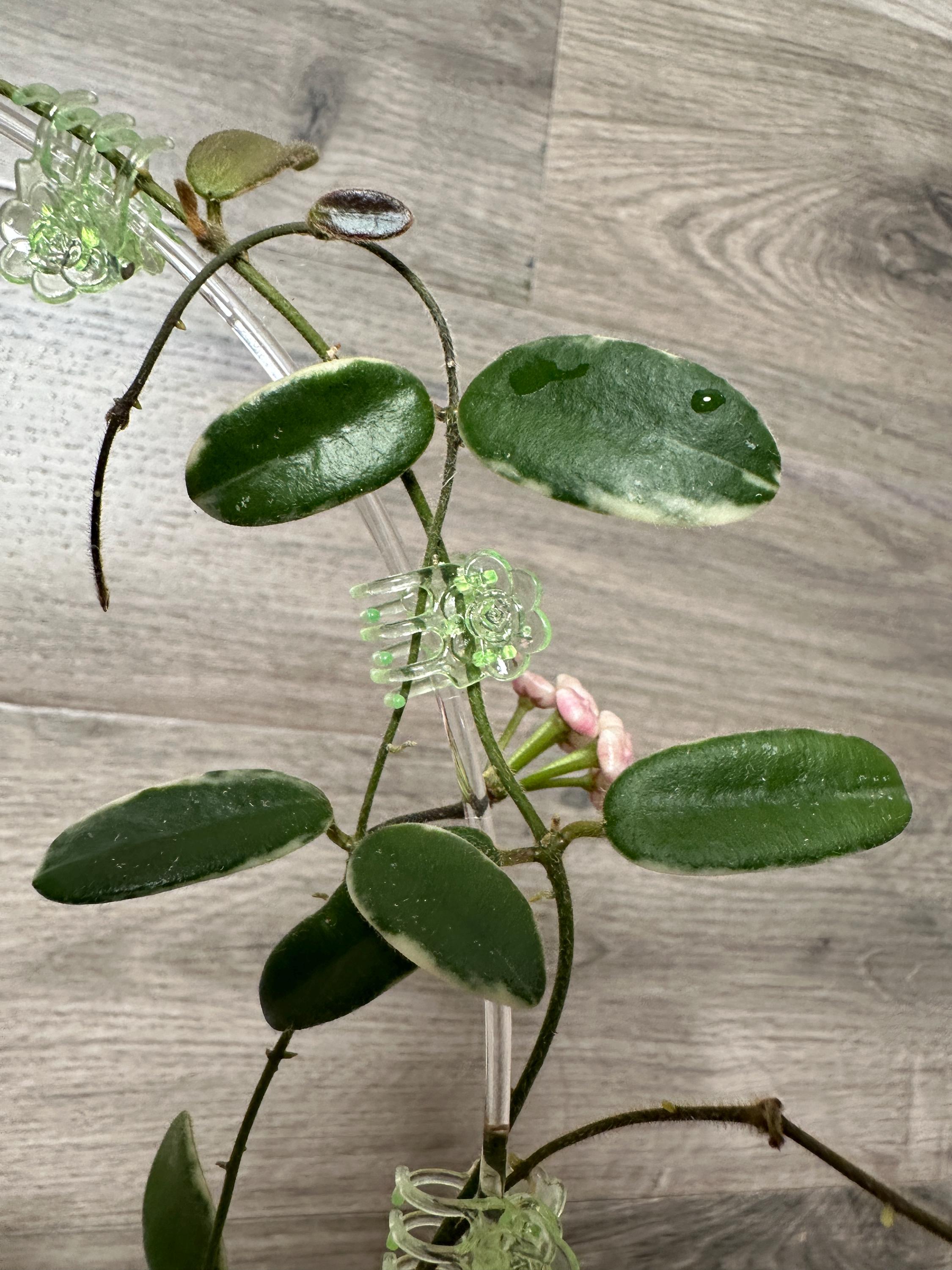 US Seller - Hoya Lyi Prism Pink Flower ONE NODE Cutting Unrooted