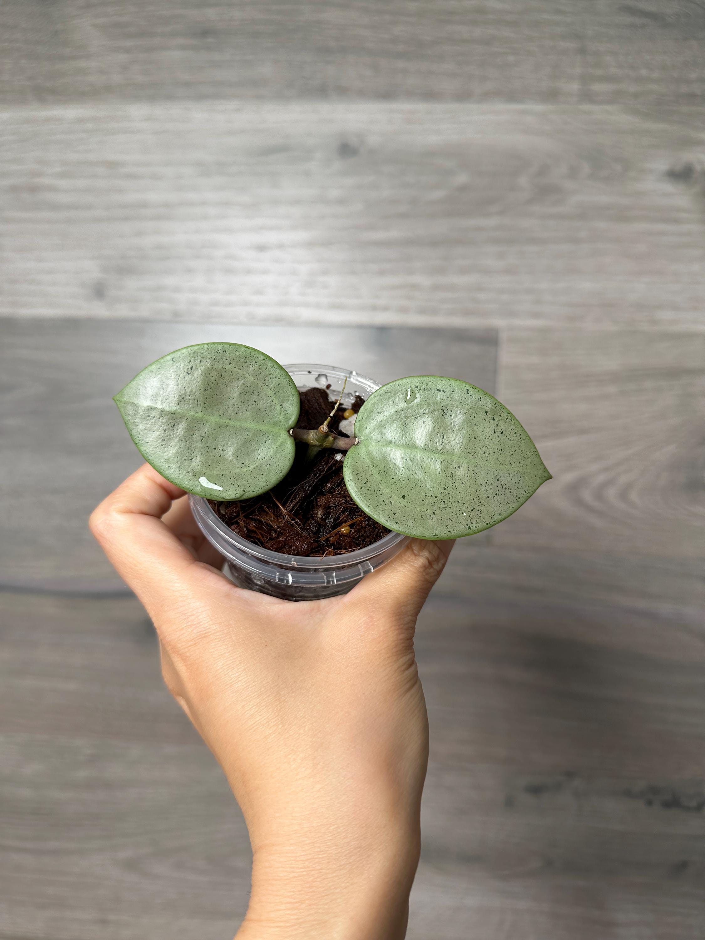 US Seller- Hoya Verticillata Silver Heart Rooted Very Rare