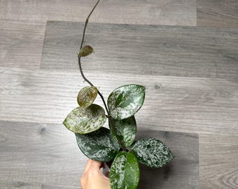 US Seller- Hoya Carnosa Freckles Splashy/ Silvery - Pick Your Own