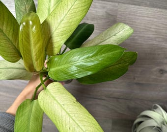US Seller - Whipple Way Philodendron Stable Exact full plant GREAT color