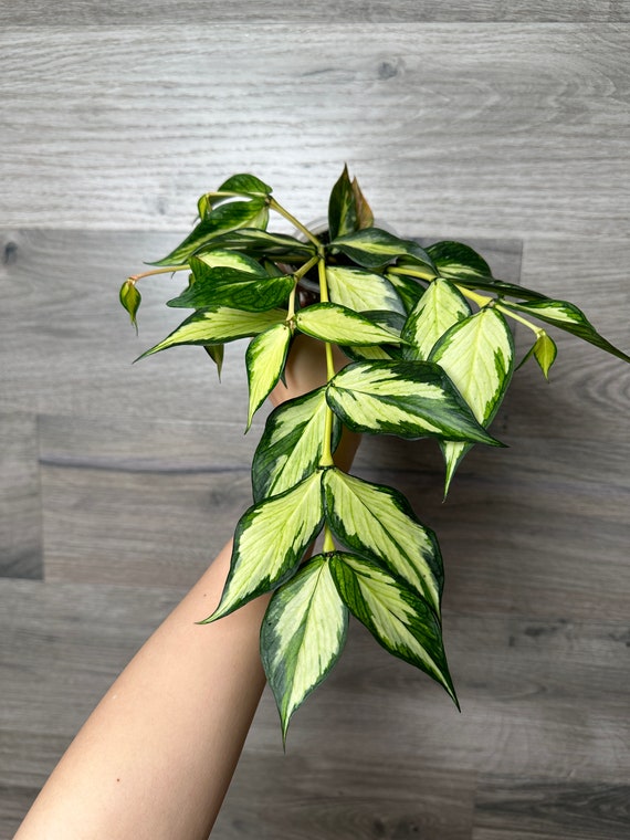 Hoya polyneura 斑入り？ Hoya Polyneura Albomarginata Outer Variegated Splash (wk38-C