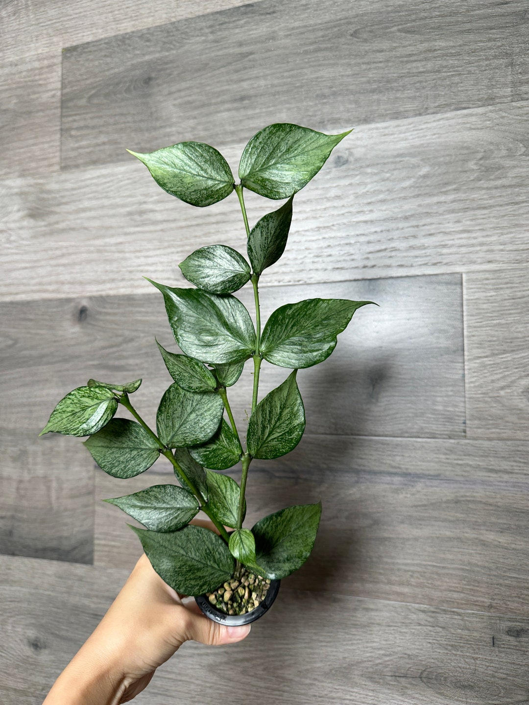 怪奇植物　シルバー人魚ホヤ Hoya polyneura broget US Seller- Hoya Silver Polyneura Broget Fully Rooted Stable