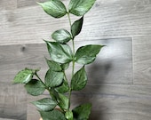 US Seller- Hoya Silver Polyneura Broget Fully Rooted Stable Plant