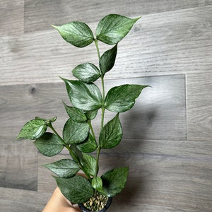 Hoya polyneura silver カット苗 Hoya Polyneura Silver - Etsy Hoya polyneura silver カット苗