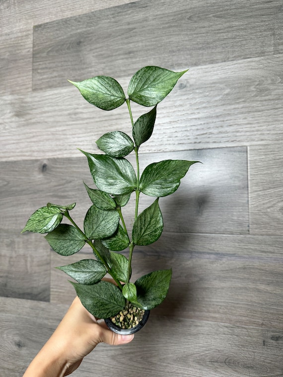US Seller- Hoya Silver Polyneura Broget Fully Rooted Stable Plant