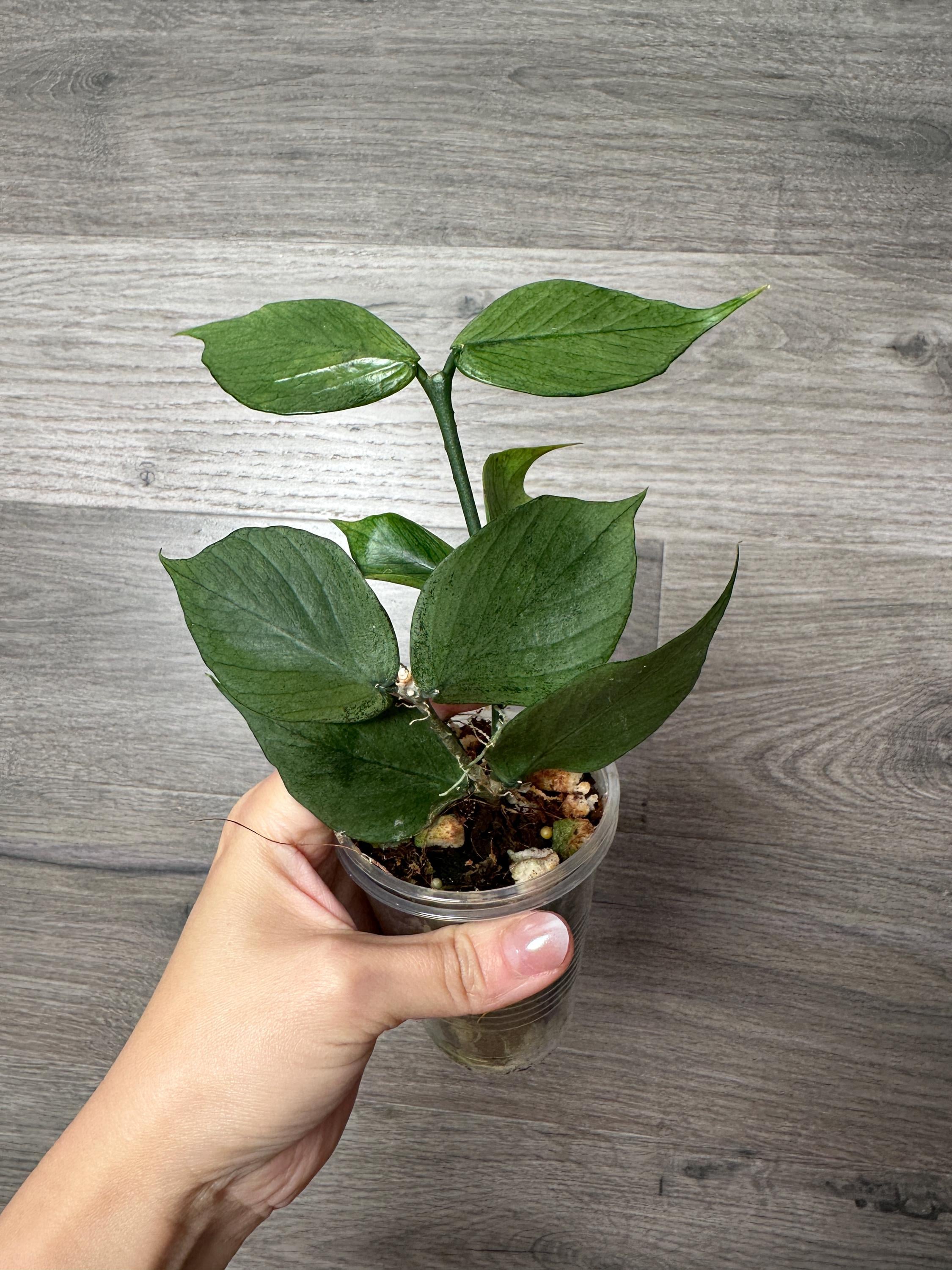 US Seller- Hoya Silver Polyneura Broget Fully Rooted Stable Plant