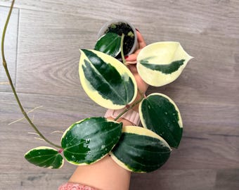 US Seller -very Rare Hoya Latifolia Albomarginata (round Leaf