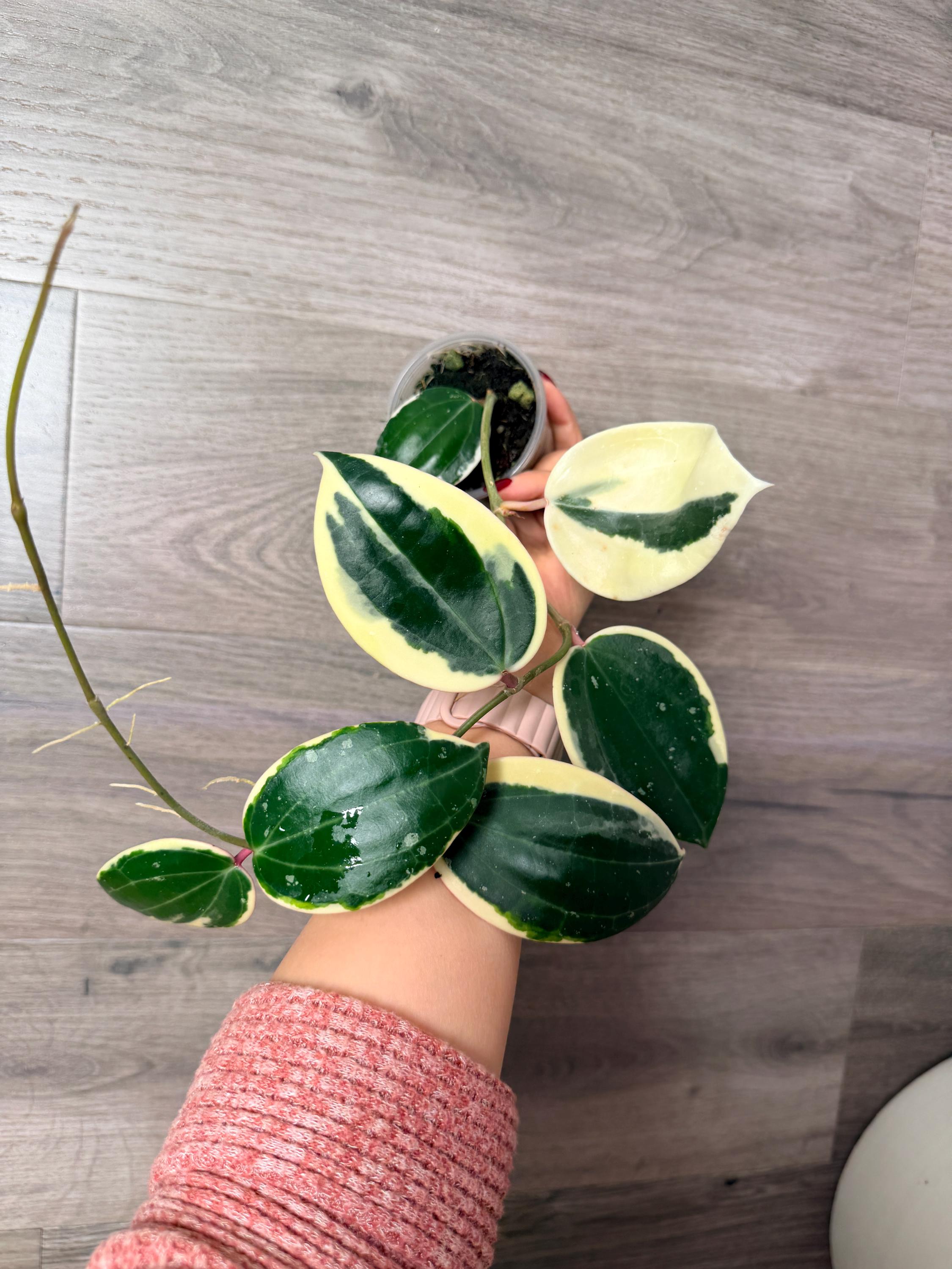 US Seller -very Rare Hoya Latifolia Albomarginata (round Leaf