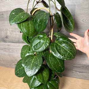 US Seller - Hoya 'Sarawak' beautiful Fully ROOTED Stable plant HUGE thick leaves - Pick you Own