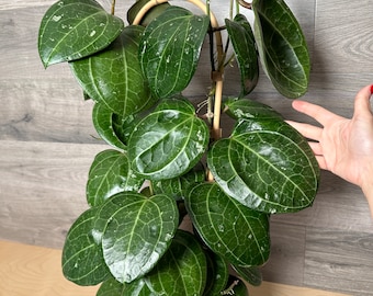 US Seller - Hoya 'Sarawak' beautiful rooting node cutting HUGE thick leaves - Pick your nodes