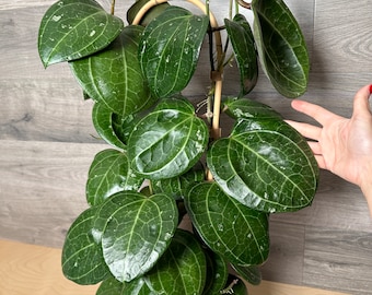 US Seller - Hoya 'Sarawak' beautiful Fully ROOTED Stable plant HUGE thick leaves - Pick you Own