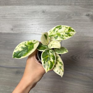 ホヤ マダラ angel Hoya Madara Snow Angel - Etsy