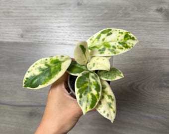 その他観葉植物 Hoya carnosa ' Madara angel' Hoya Carnosa 'Madara