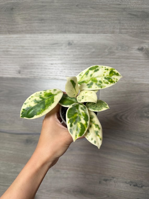 US Seller - Hoya Carnosa Madara Extremely Rare Unicorn