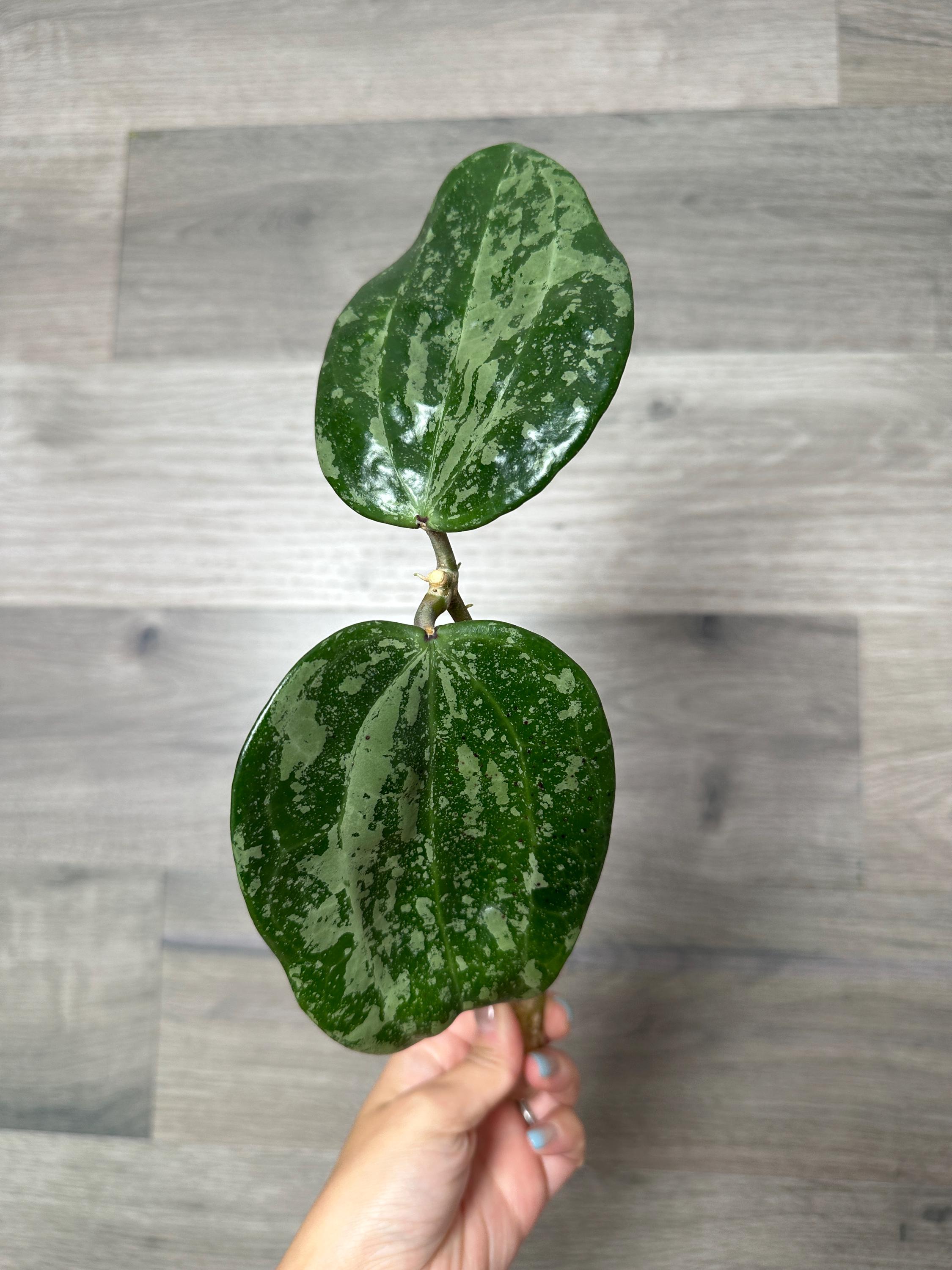 49 ＊ホヤ ＊ Hoya ＊ latifolia ＊ silver leaf Hoya Latifolia Silver - Art Garden Flowers