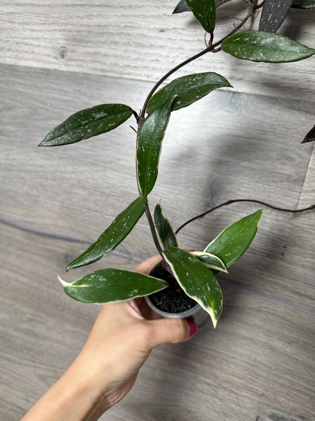 その他観葉植物 Hoya pubicalyx outer variegated US Seller- RARE Hoya Pubicalyx Albomarginata Outer Variegated