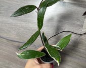 US Seller- RARE Hoya Pubicalyx Albomarginata Outer Variegated