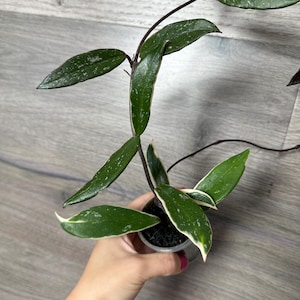 US Seller- RARE Hoya Pubicalyx Albomarginata Outer Variegated Rooted
