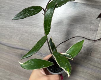 Hoya Publicalyx Albomarginata Splash Rooted Active Growth Point +