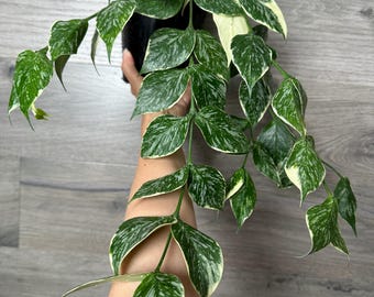 US Seller - Hoya Polyneura Splash 'jasminka' Variegated Unrooted