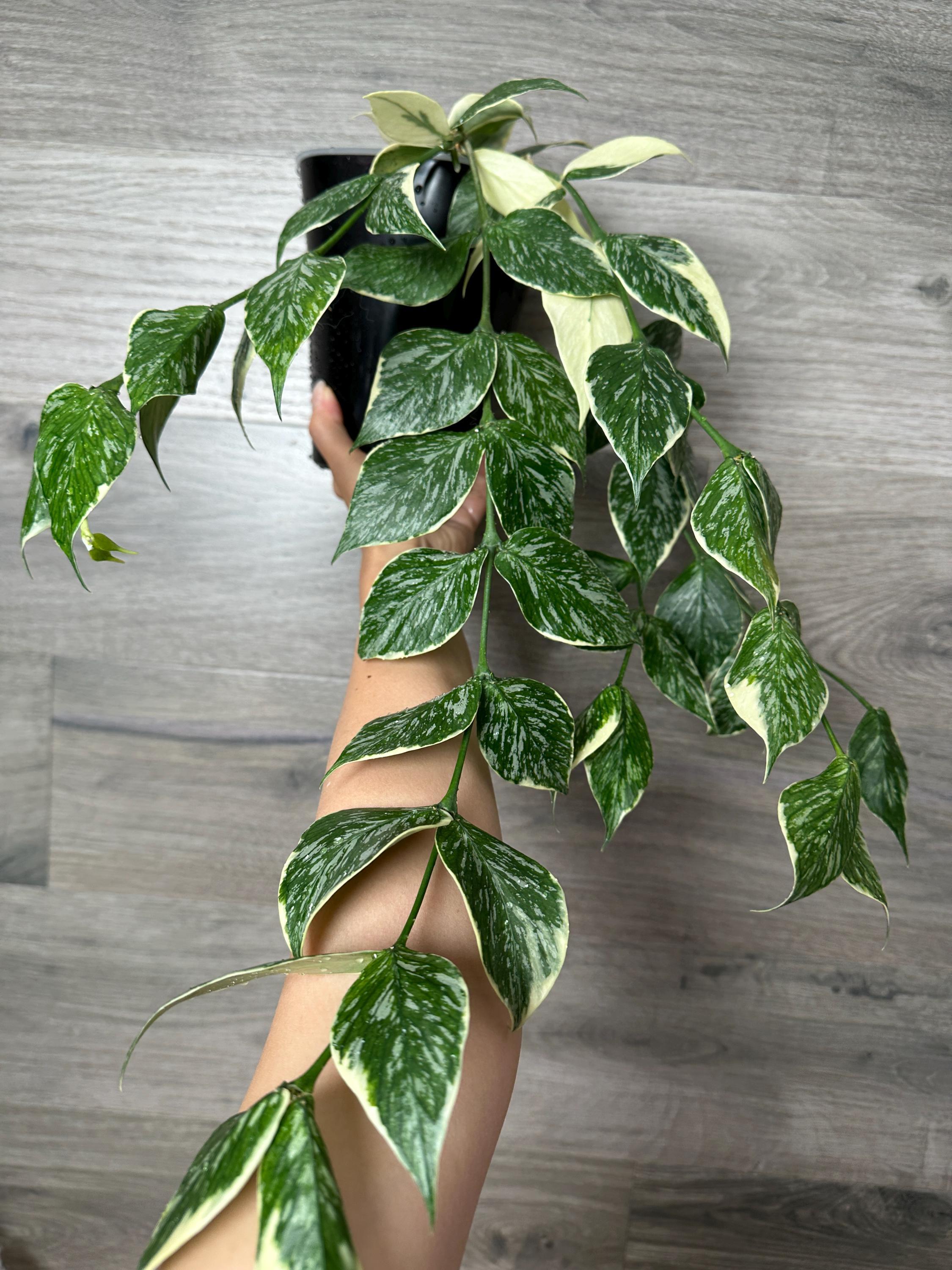 US Seller - Hoya Polyneura Splash 'jasminka' Variegated Unrooted