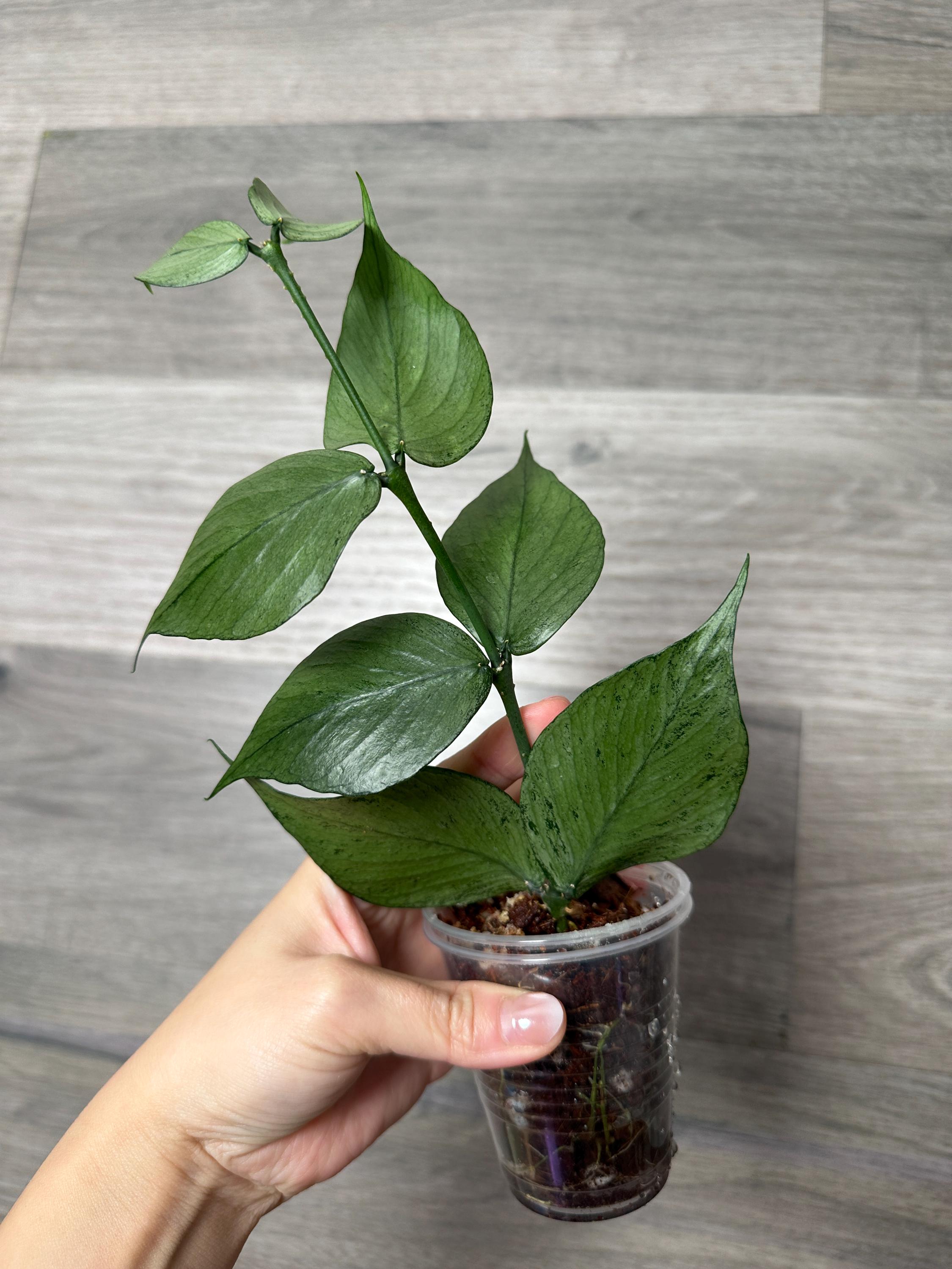 怪奇植物　シルバー人魚ホヤ Hoya polyneura broget US Seller- Hoya Silver Polyneura Broget Fully Rooted Stable Plant