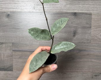 US Seller - Hoya Nova Ghost fully rooted Exact plant with new growth