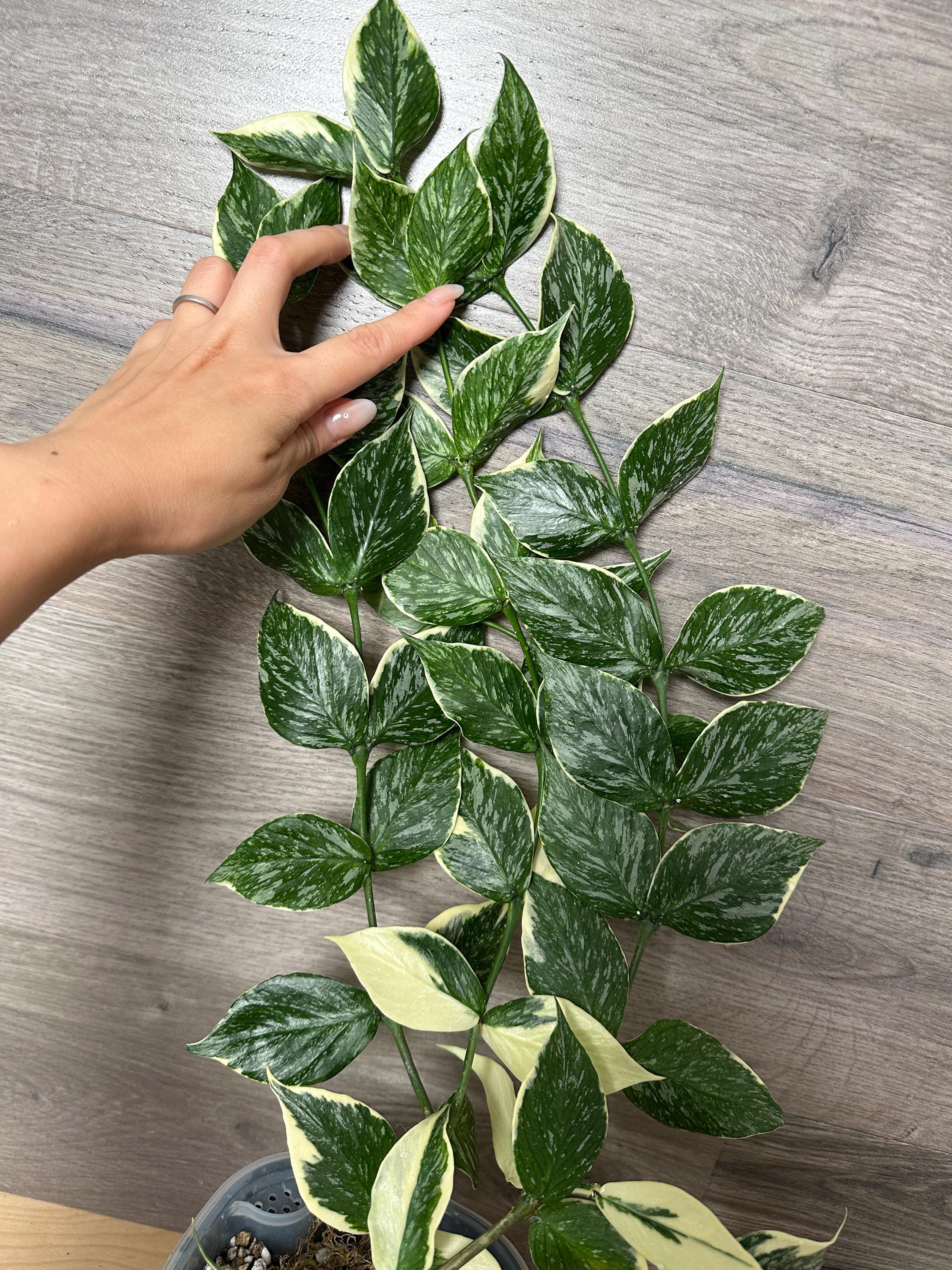 その他観葉植物 Hoya polyneura splash US Seller - Hoya Polyneura Splash 'jasminka' Variegated Unrooted
