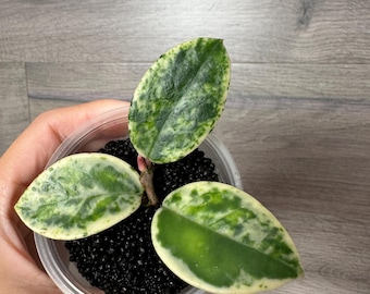thedenplantshopさん専用 ＊ ホヤ ＊ hoya＊ Madara Hoya Carnosa Madara - thebasements.com