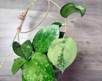 US Seller- Hoya Patcharawalai 023 high Splash Fully Rooted- Pick your own