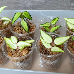 US Seller- Variegated Hoya Bella Lida Bois (&quot;Luis Bois&quot;) ROOTED STABLE 2+ nodes Cuttings