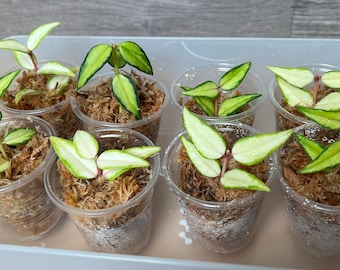 US Seller- Variegated Hoya Bella Lida Bois (&quot;Luis Bois&quot;) ROOTED STABLE 2+ nodes Cuttings