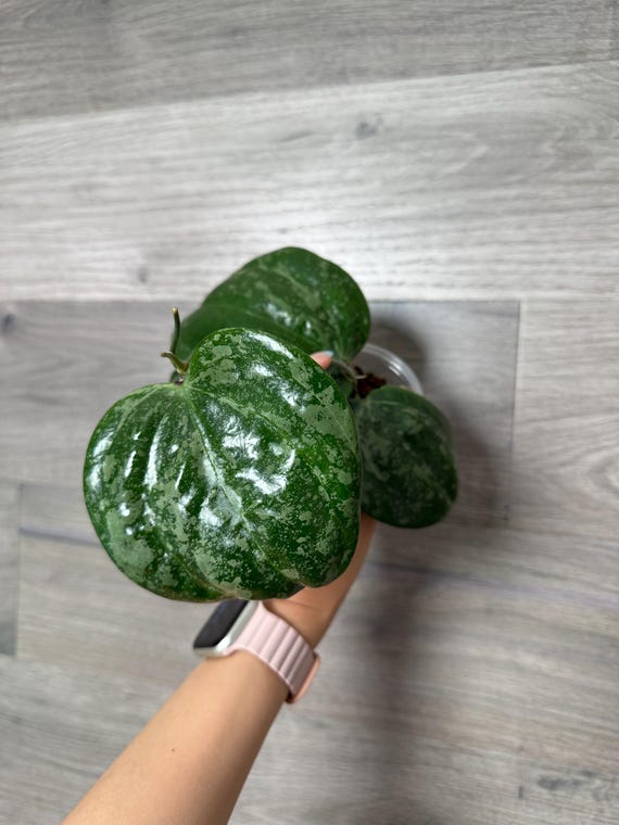 US Seller - Hoya Latifolia Snow Queen Splash Silver Cutting