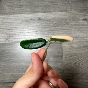 US Seller - Hoya Lyi prism pink flower ONE NODE cutting unrooted- Grower&#39;s Choice