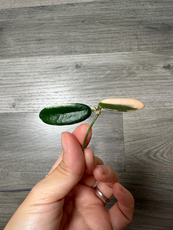 US Seller - Hoya Lyi Prism Pink Flower ONE NODE Cutting Unrooted