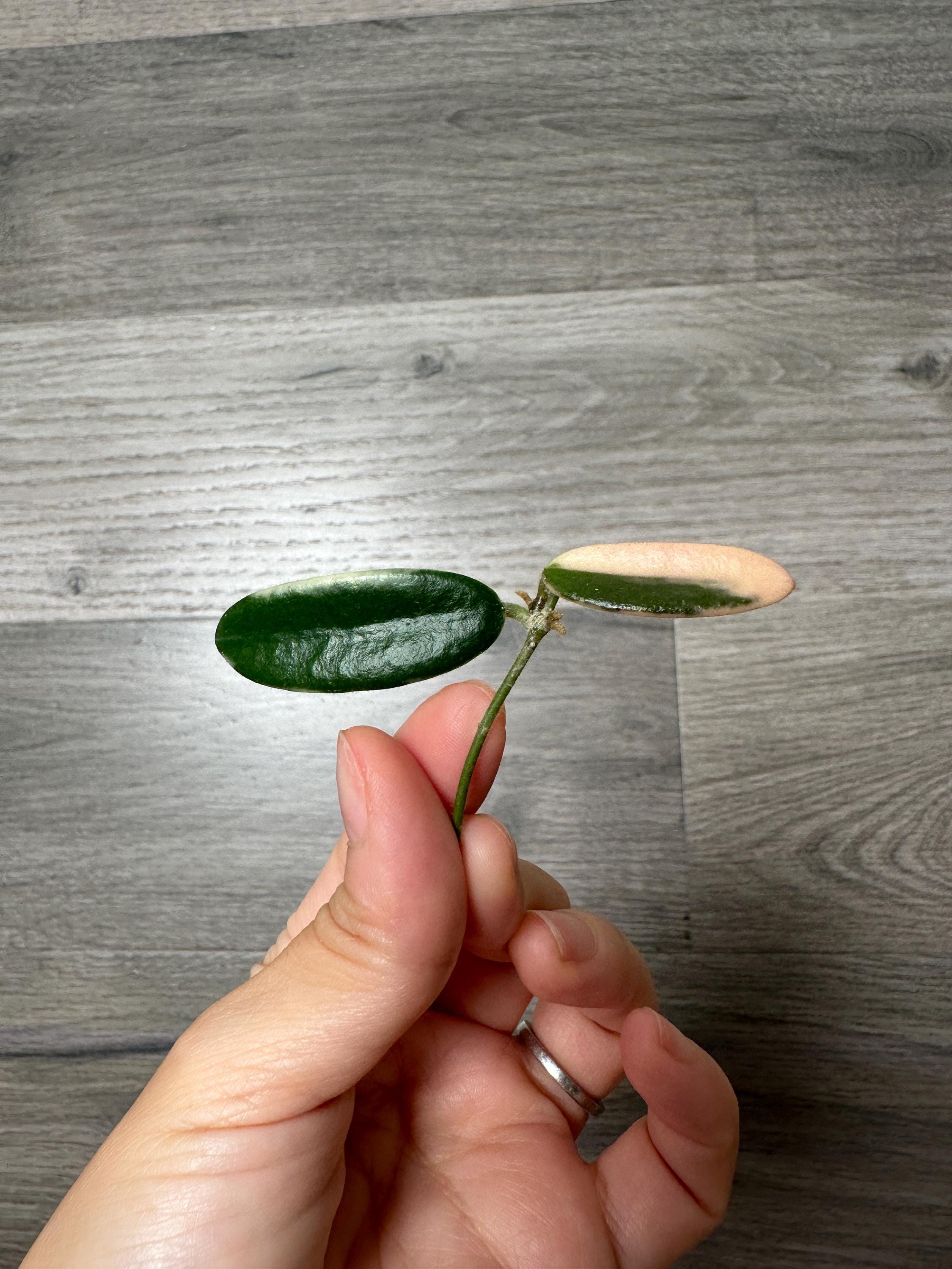 US Seller - Hoya Lyi Prism Pink Flower ONE NODE Cutting Unrooted