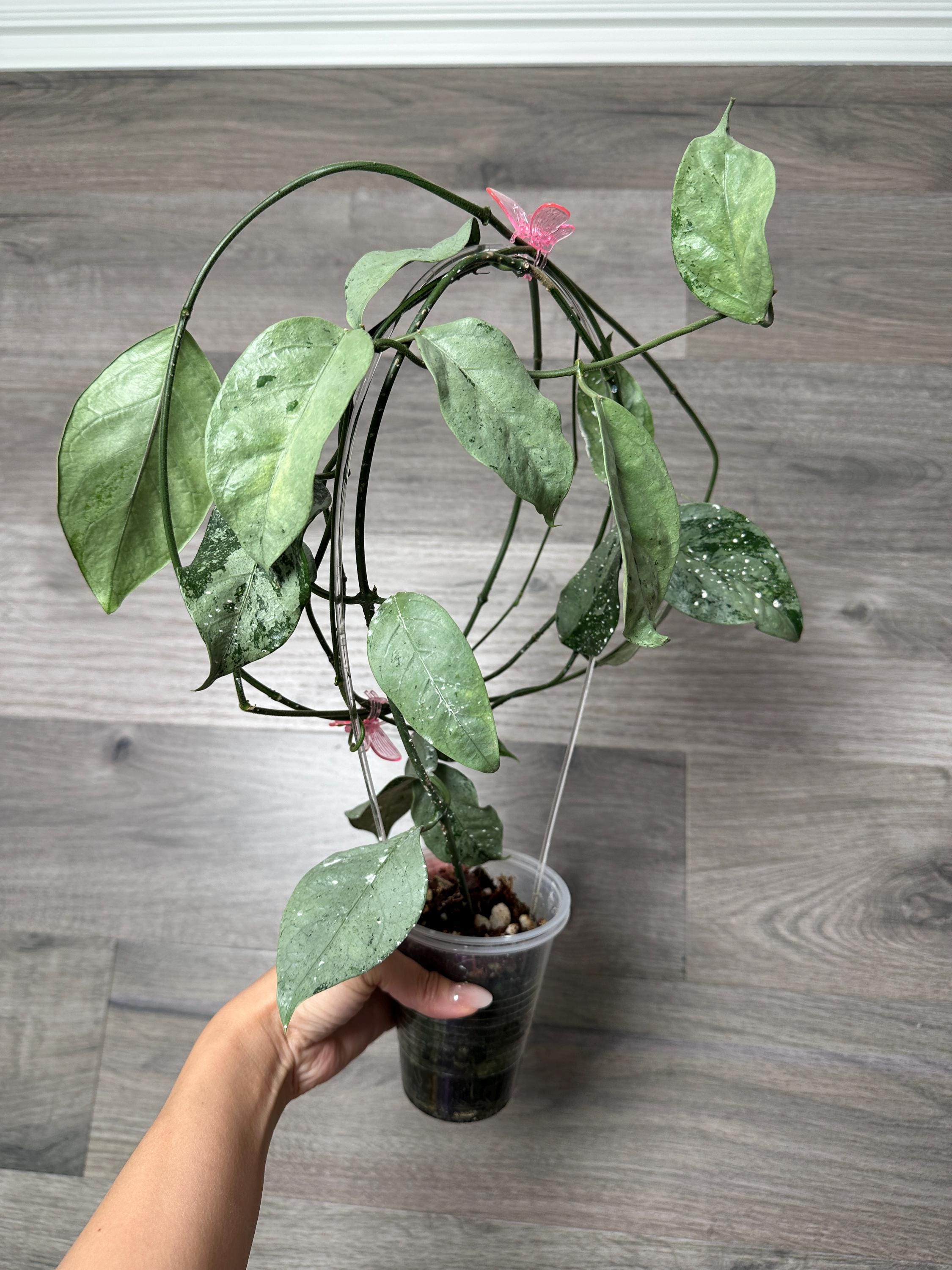 US Seller - Hoya Coriacea Very High Silver Rooted Stable Plants