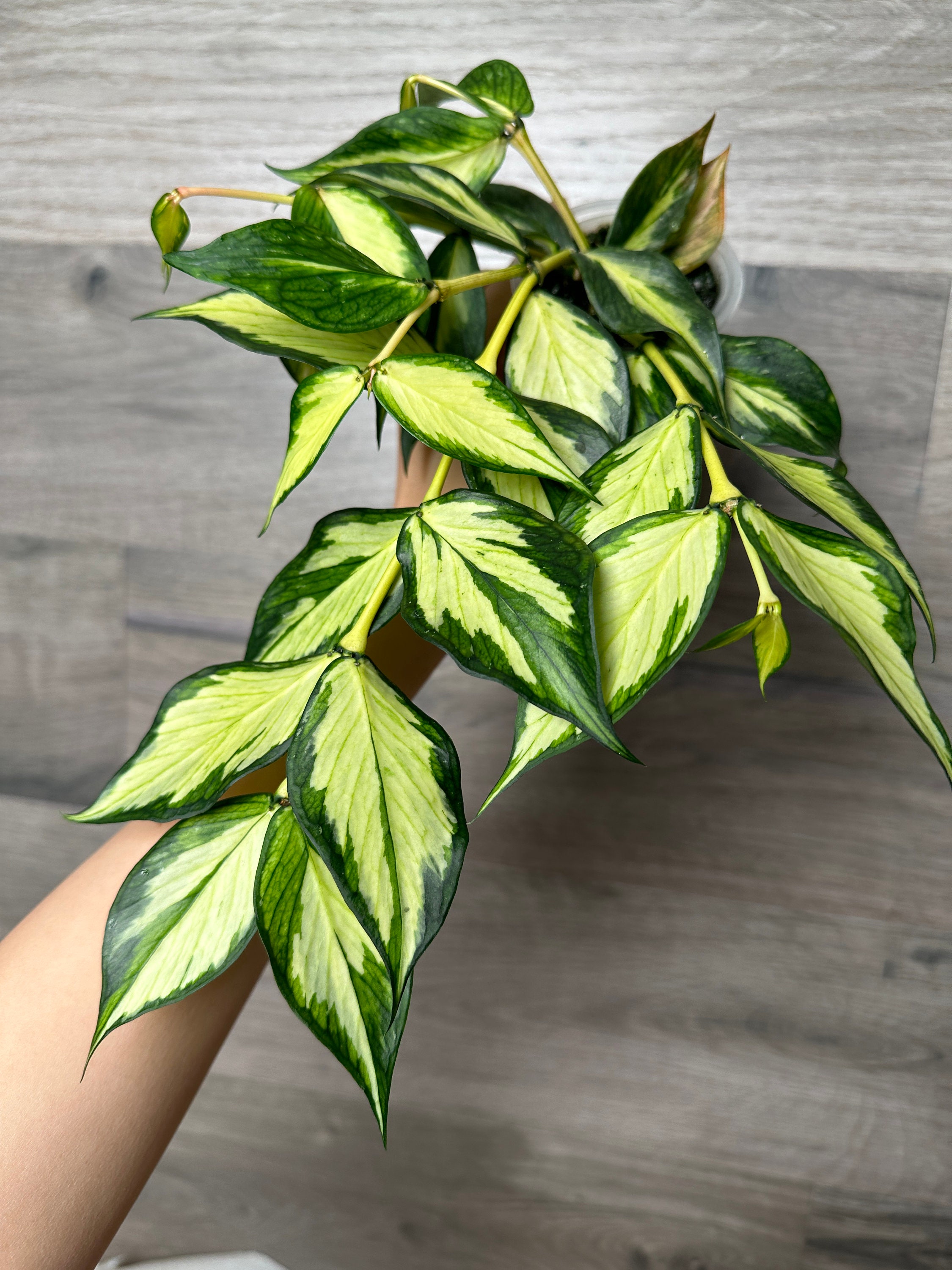 US Seller - Hoya Polyneura Inner Variegated ONE / TWO Node