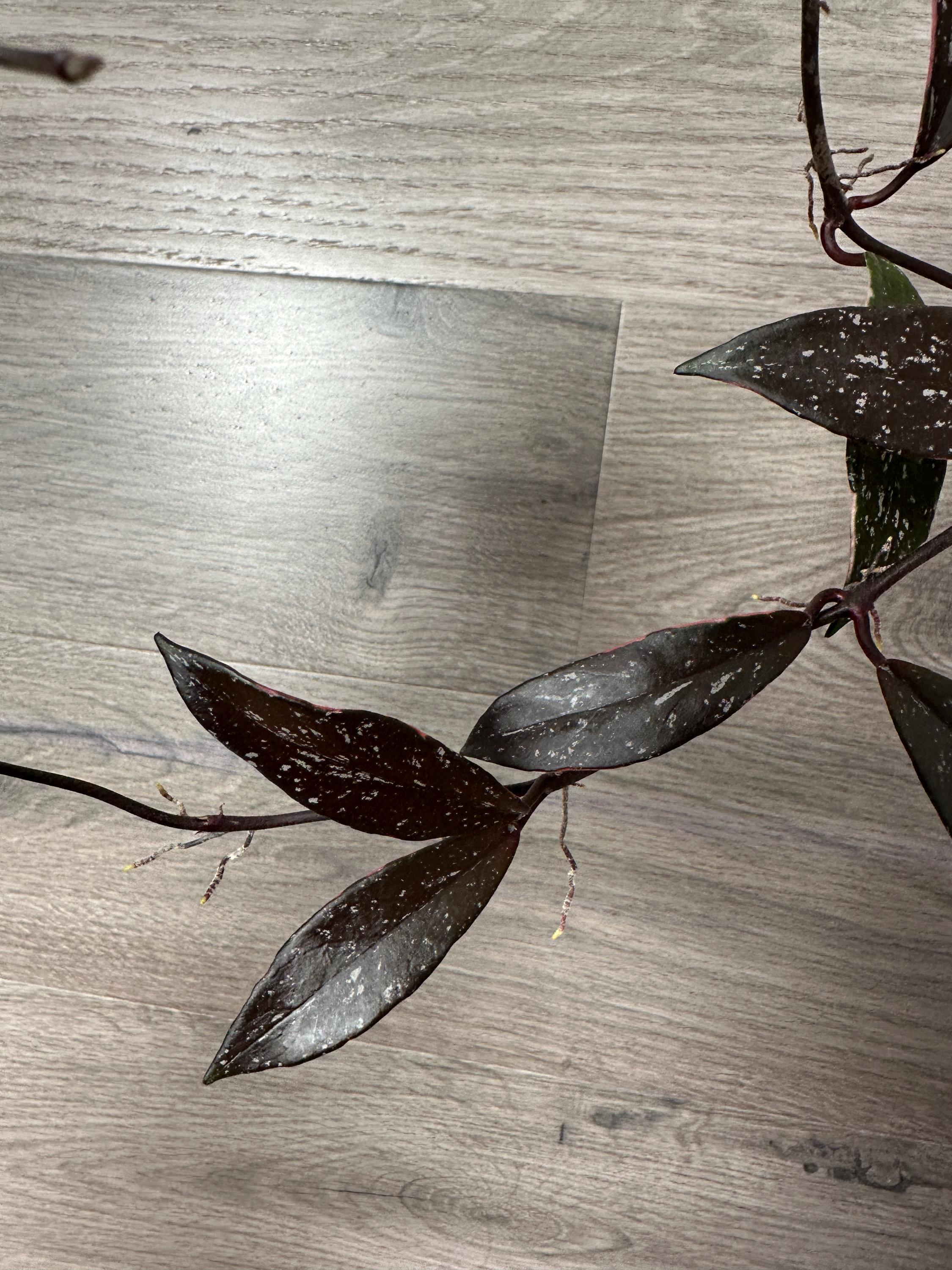 US Seller- RARE Hoya Pubicalyx Albomarginata Outer Variegated