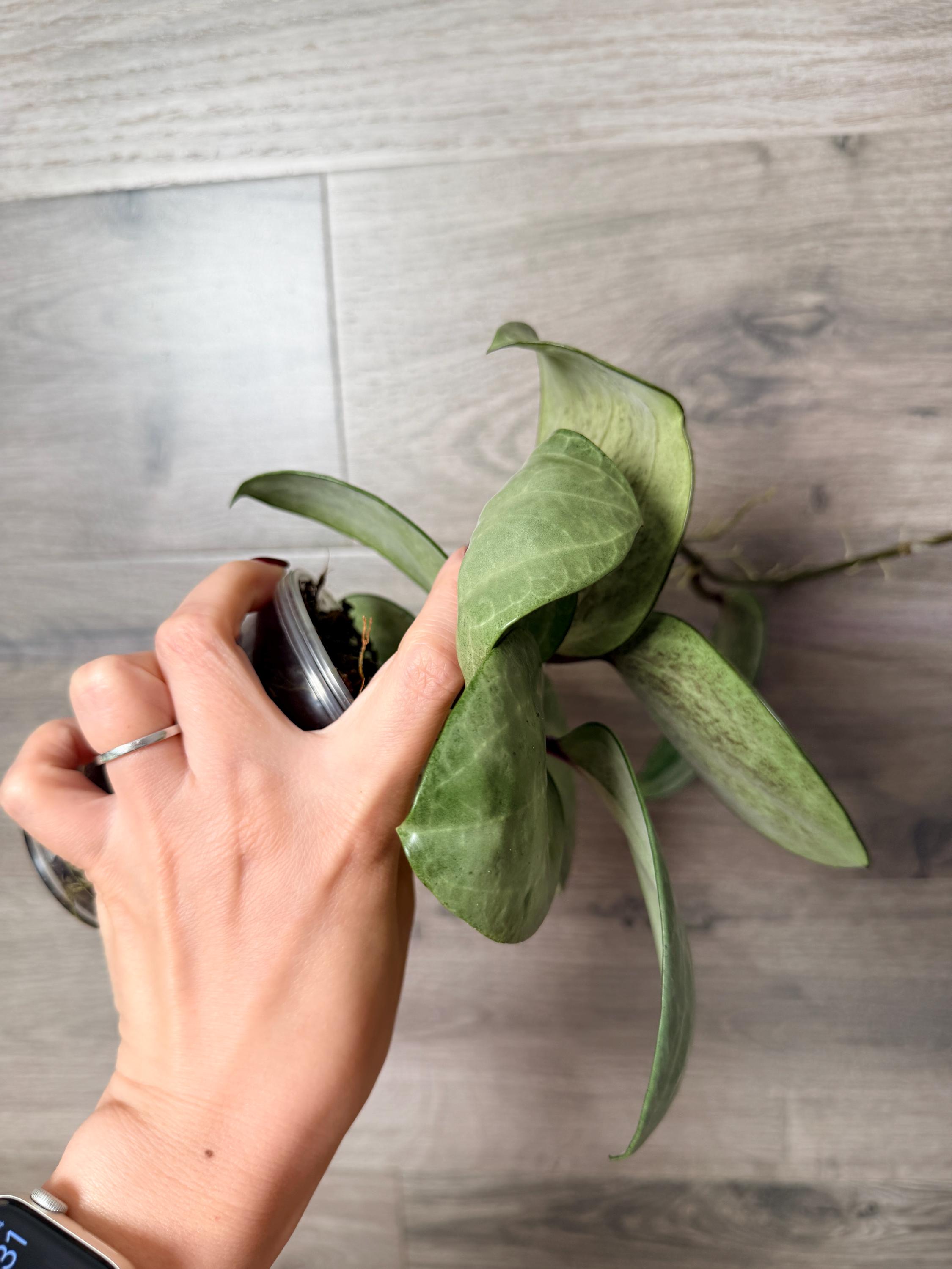 訳ありセール レア ホヤ Hoya latifolia silver サクララン US Seller