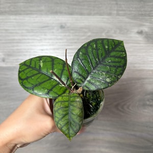 US Seller- Hoya Chibi fully rooted exact plant very rare