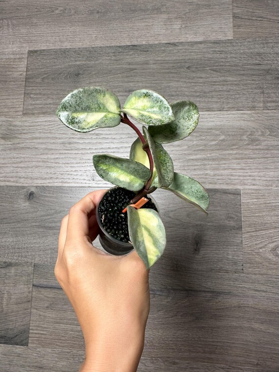 Hoya Argentea Princess Variegated Stable Plant Fully Rooted Exact