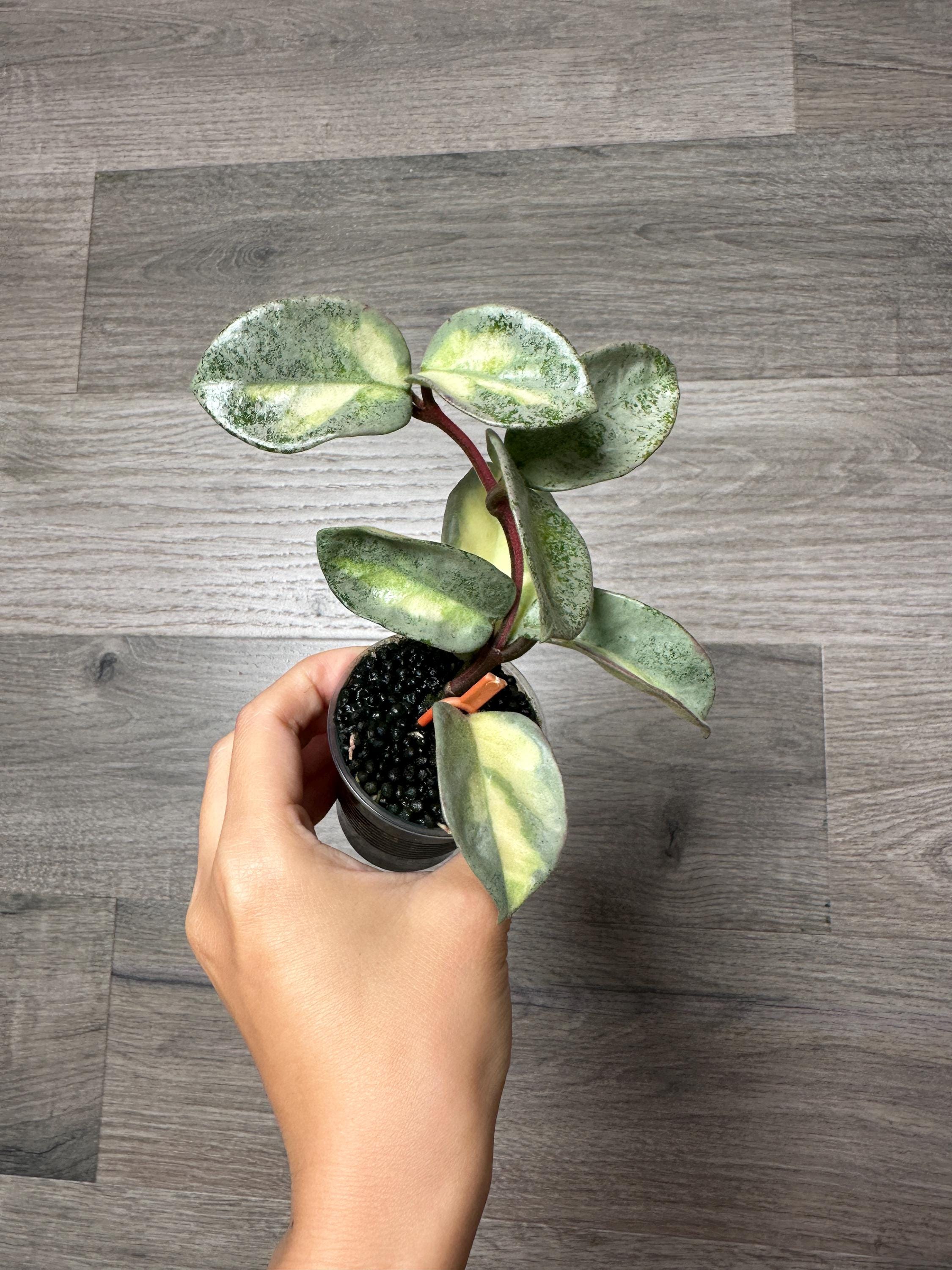 Hoya Argentea Princess Variegated Stable Plant Fully Rooted Hoya Argentea Princess Variegated Stable Plant Fully Rooted