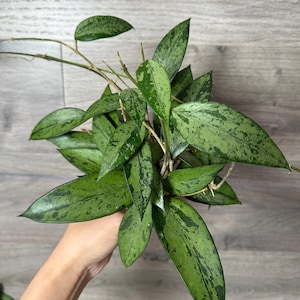 US Seller Hoya Snow Cui high Silver node cuttings