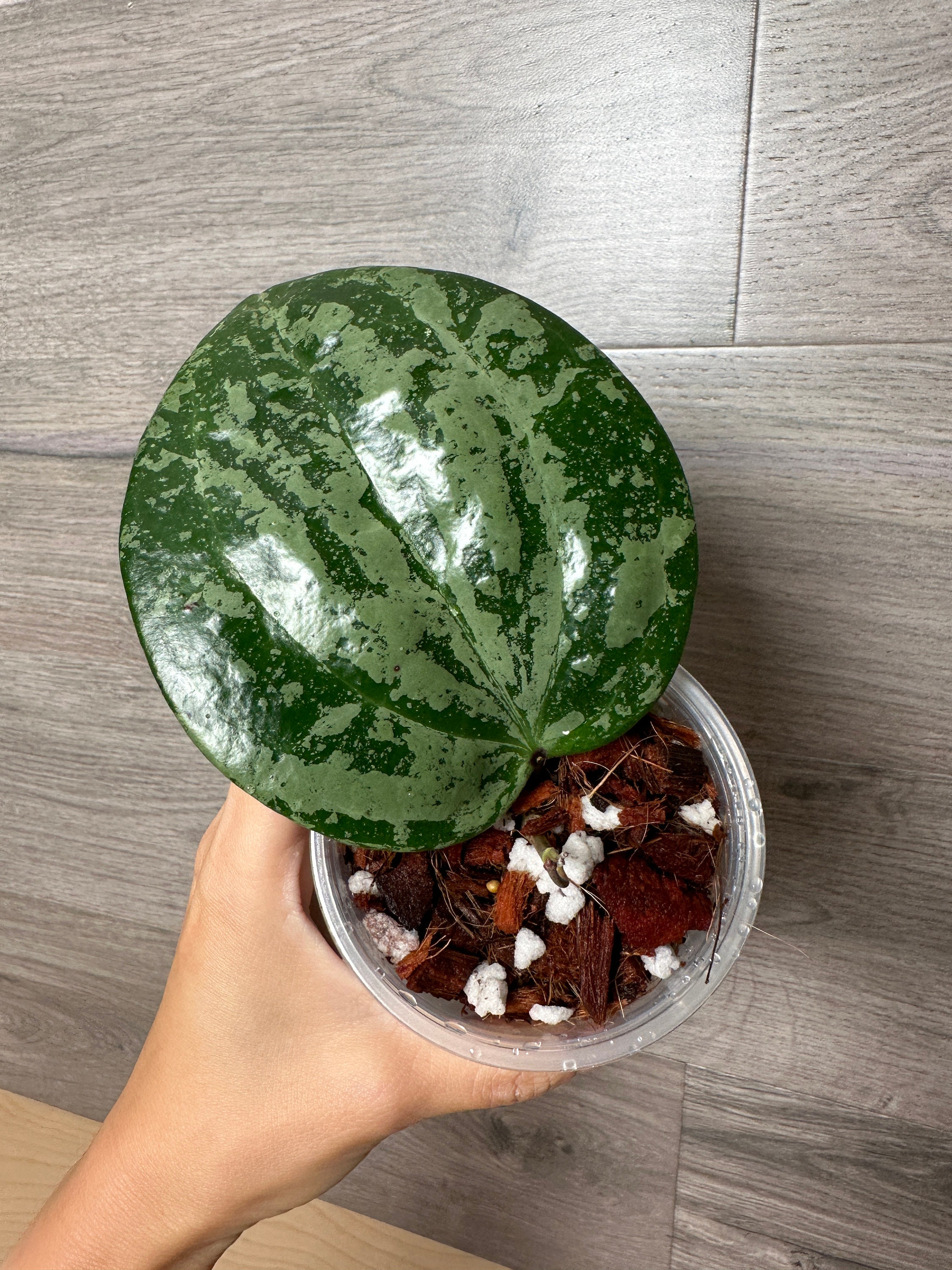 レア　ホヤ　Hoya latifolia ' Queen'サクララン レア ホヤ Hoya latifolia ' Queen'サクララン Hoya latifolia