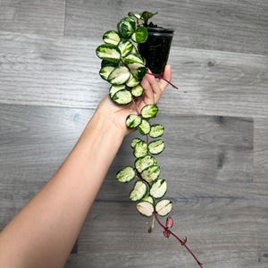 US Seller - Hoya Mathilde variegated very Rare Unicorn rooted Plant- Pick your own