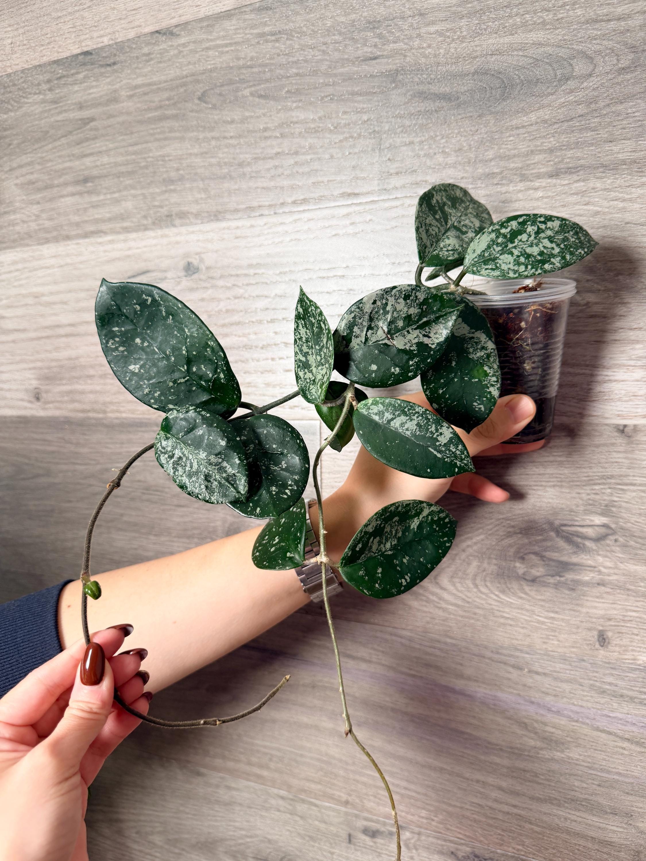 US Seller- Hoya Carnosa Freckles Splashy/ Silvery - Pick Your Own