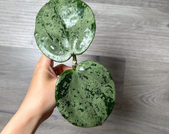Hoya Verticillata KSB-08 Silver Splash Rooted + Free