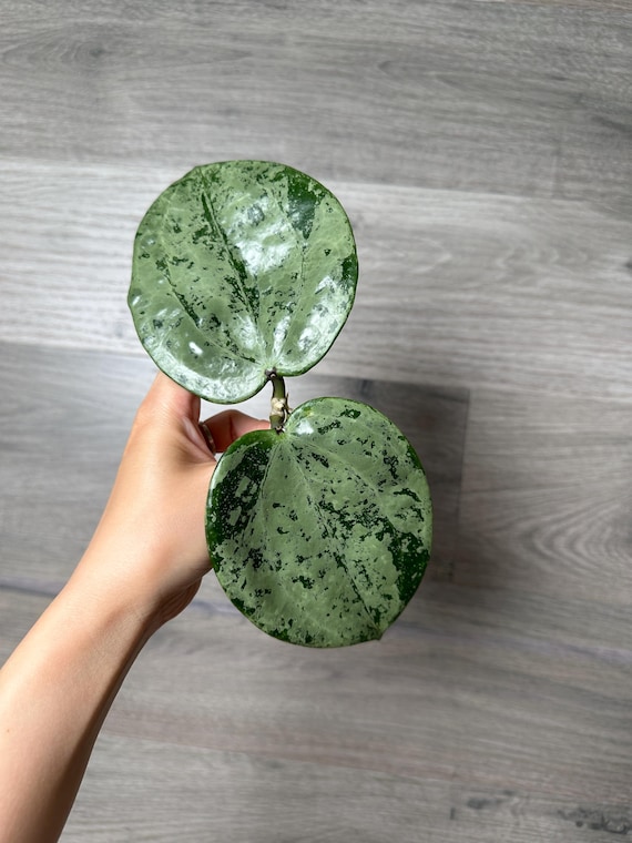 US Seller - Hoya Latifolia Snow Queen Splash Silver Cutting